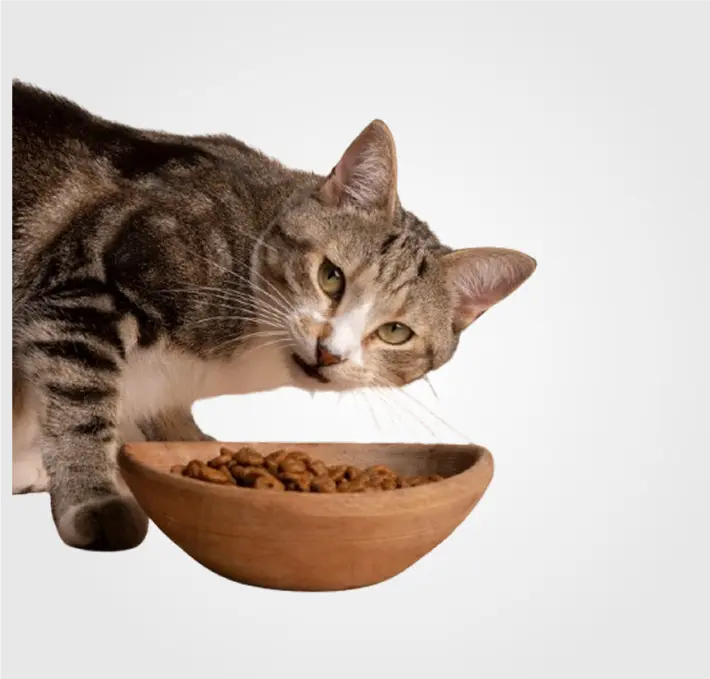 Pienso Gatos Por Marca