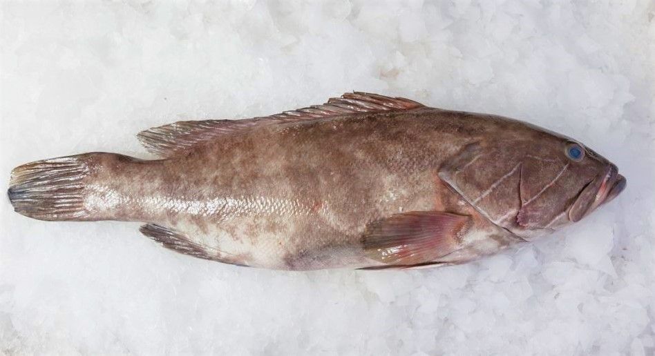 Garoupa, Espadarte e Corvina