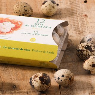 Ous Guatlla Sagra 12U.