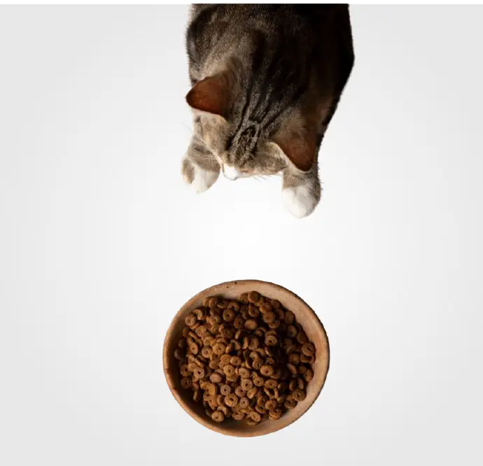 Alimentación Gatos