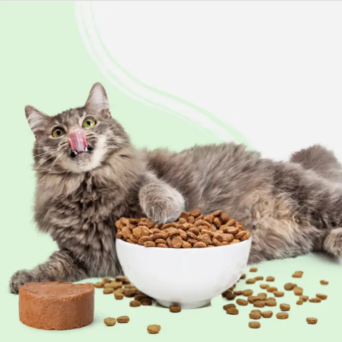 Alimentación Gatos