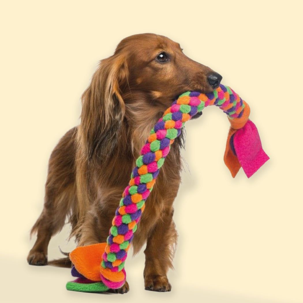 Accesorios y Complementos Perros