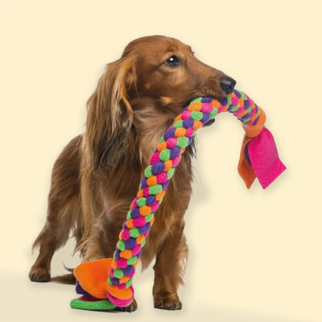 Accesorios y Complementos Perros