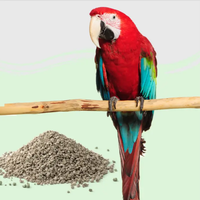 Cuidado Pájaros
