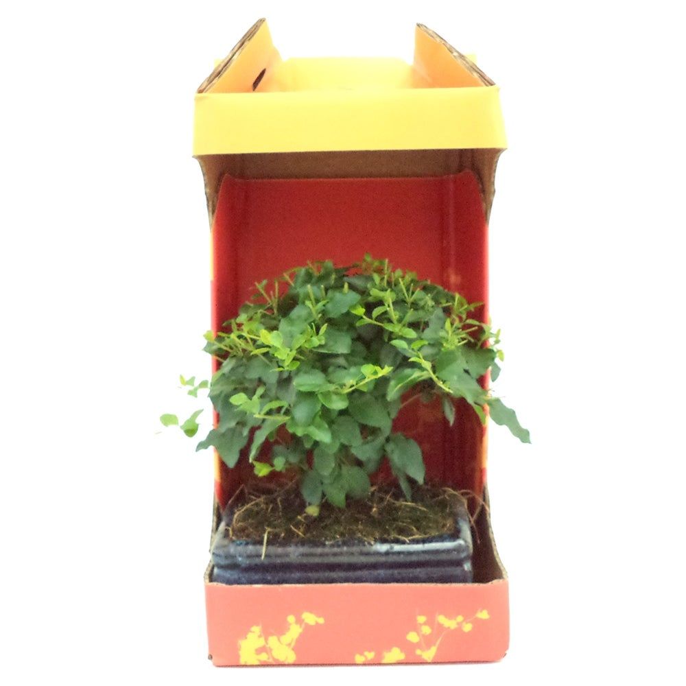 Sementes e Plantas