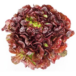 Lechuga hoja de roble roja de producción propia 1 unidad
