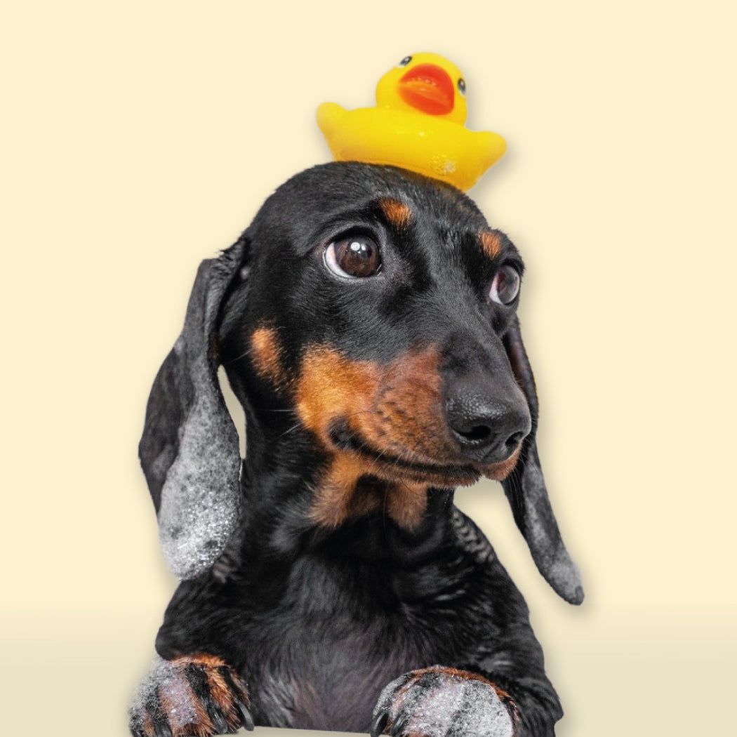 Salud e Higiene Perros