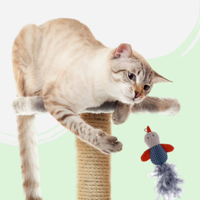 Accesorios y Complementos Gatos