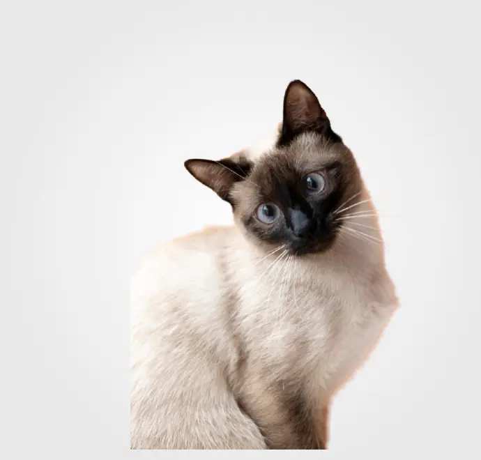 Gatos