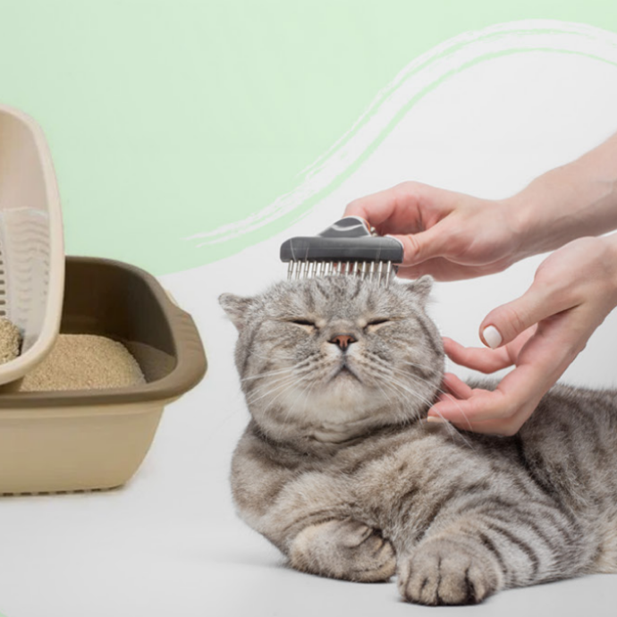 Salud e Higiene Gatos