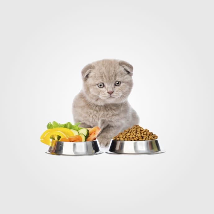 Alimentos y Artículos para Gatos
