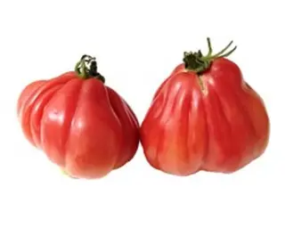 MC POMIDOR ROSAMUNDA LUZ, waga od 0,35 kg