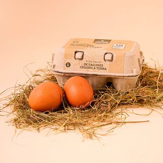 Ous Cria En Terra L Ao 6U.