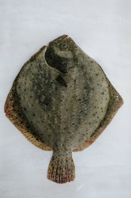 Solha, Pregado e Linguado