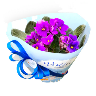 Vaso de Violetas Cores Sortidas