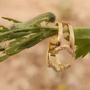 Anillo