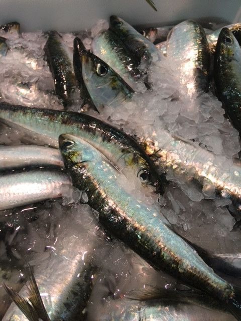 Carapau, Sardinha e Chicharro