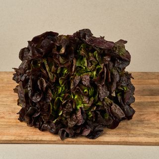 Enciam Roure Vermell Extra