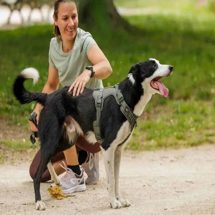 Perro Deportista