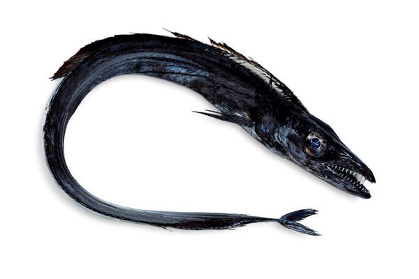 Pescada e Peixe-Espada