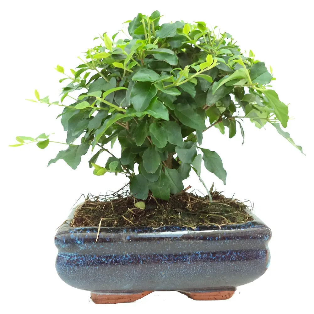 Sementes e Plantas