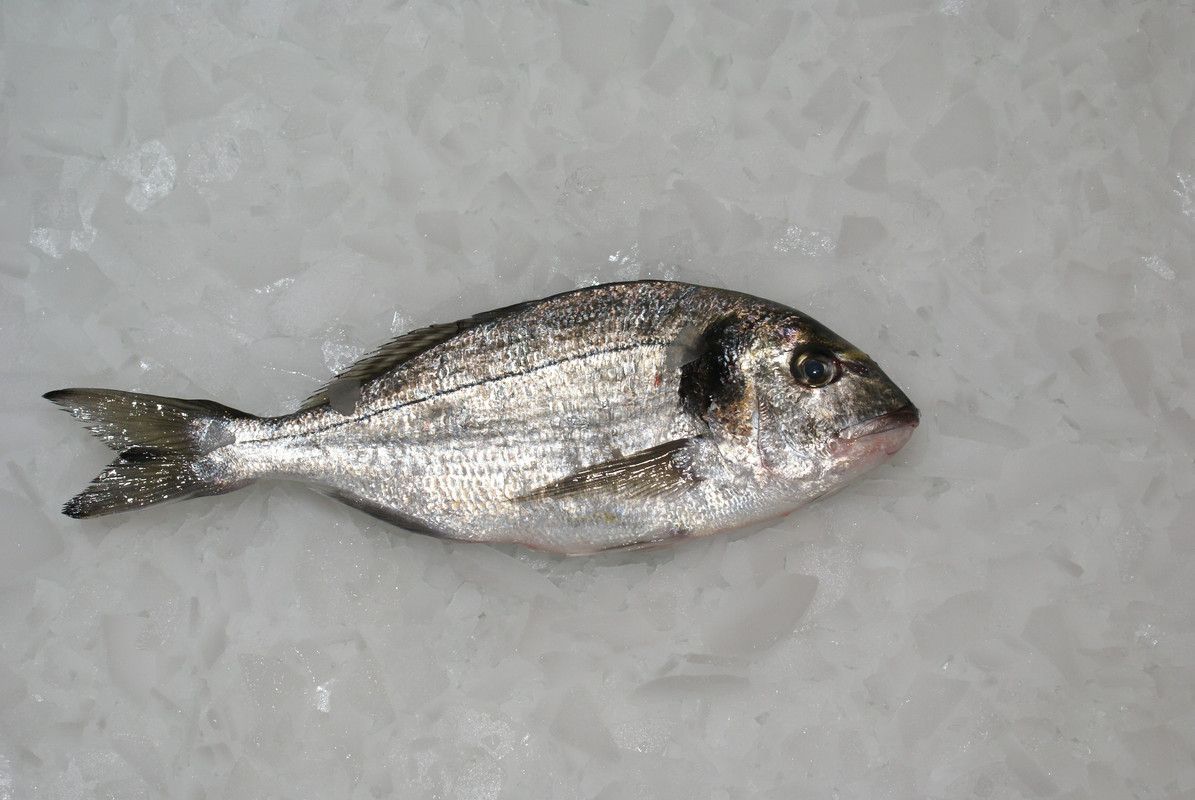 Dourada, Robalo, Pargo