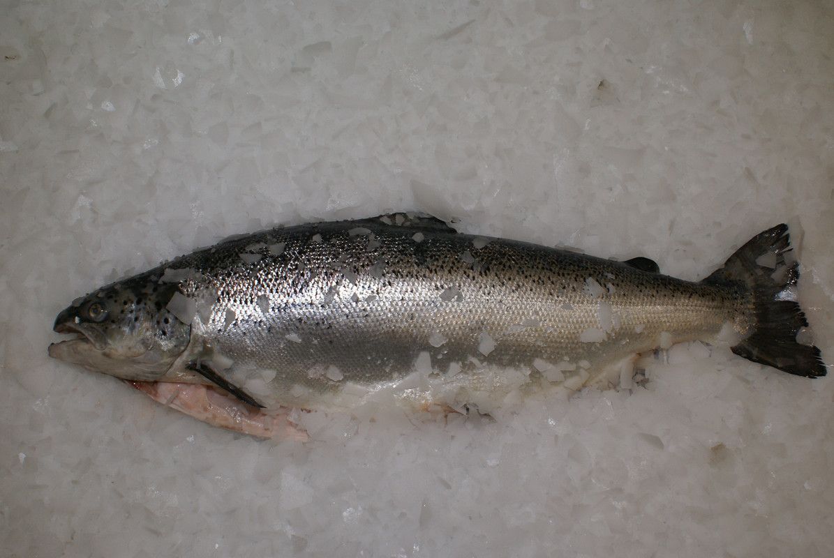 Salmão e Atum