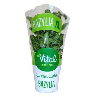 Bazylia XL Vital Fresh