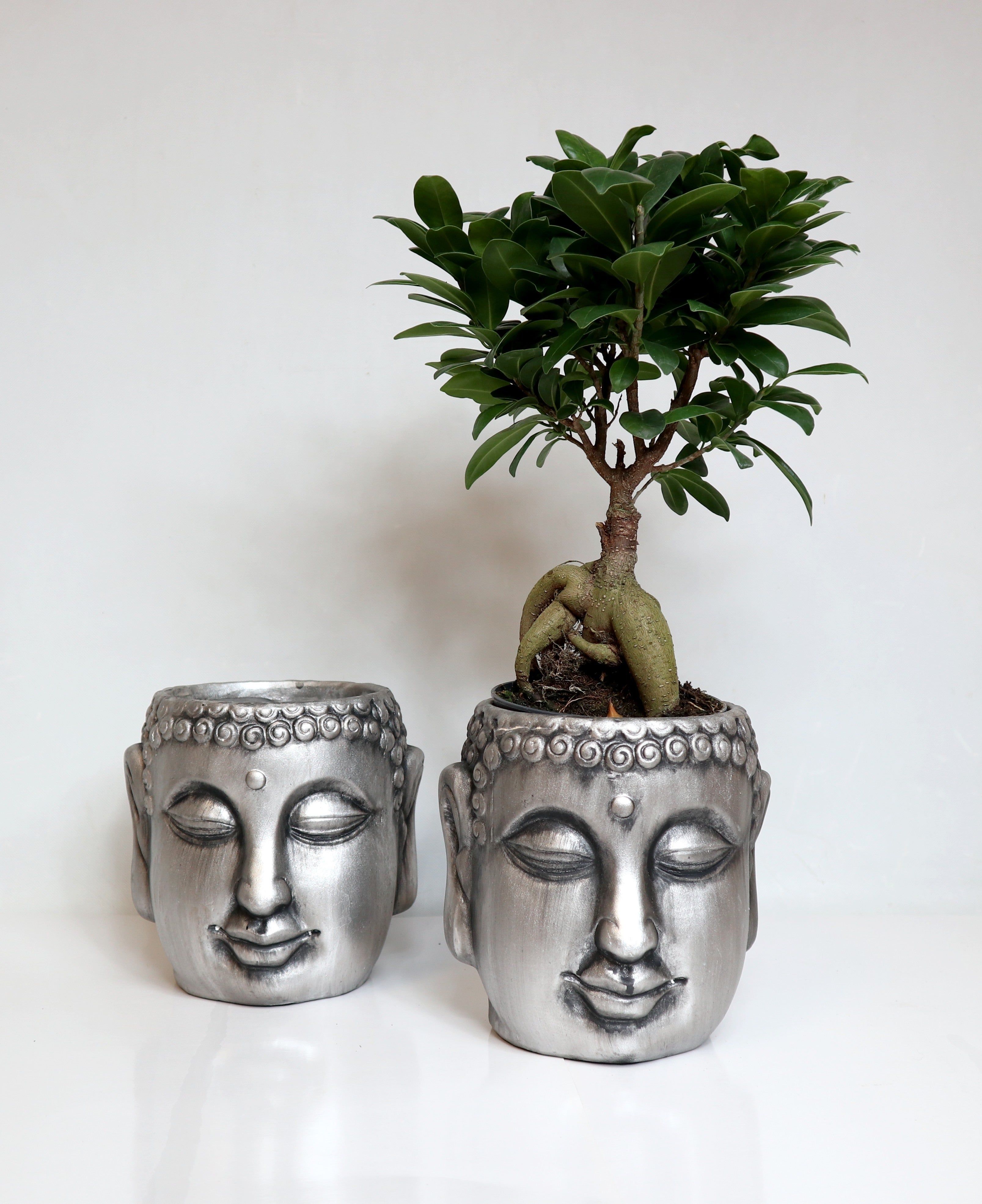 Sementes e Plantas