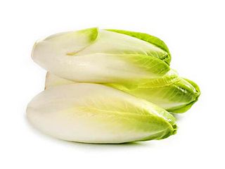 Indivia Belga Gr.500 - 915875