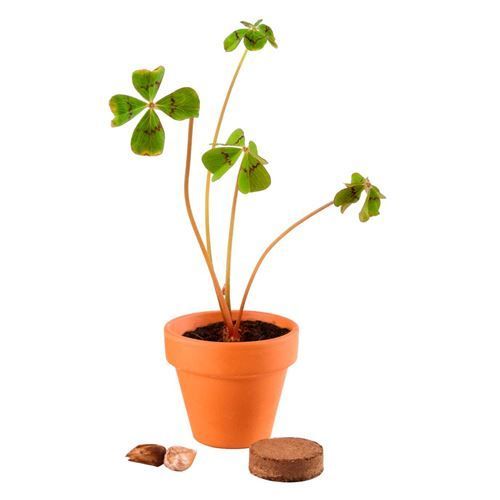 Educativos e Didáticos