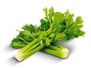 Sedano Gr.500 - 920844