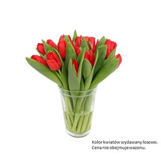 Kwiat Tulipan, 24 szt.