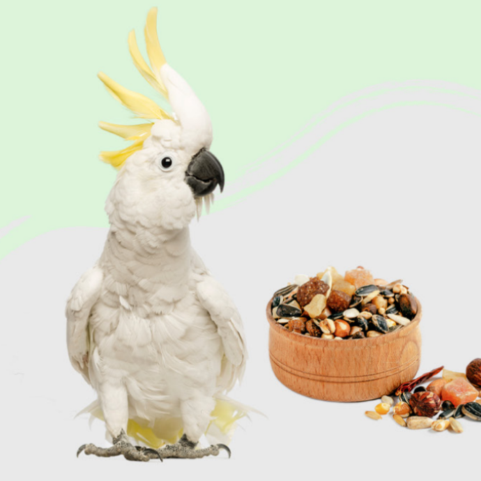 Alimentación Pájaros