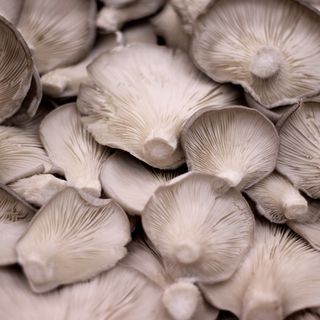 Bandeja de Gírgolas 200 Gr.