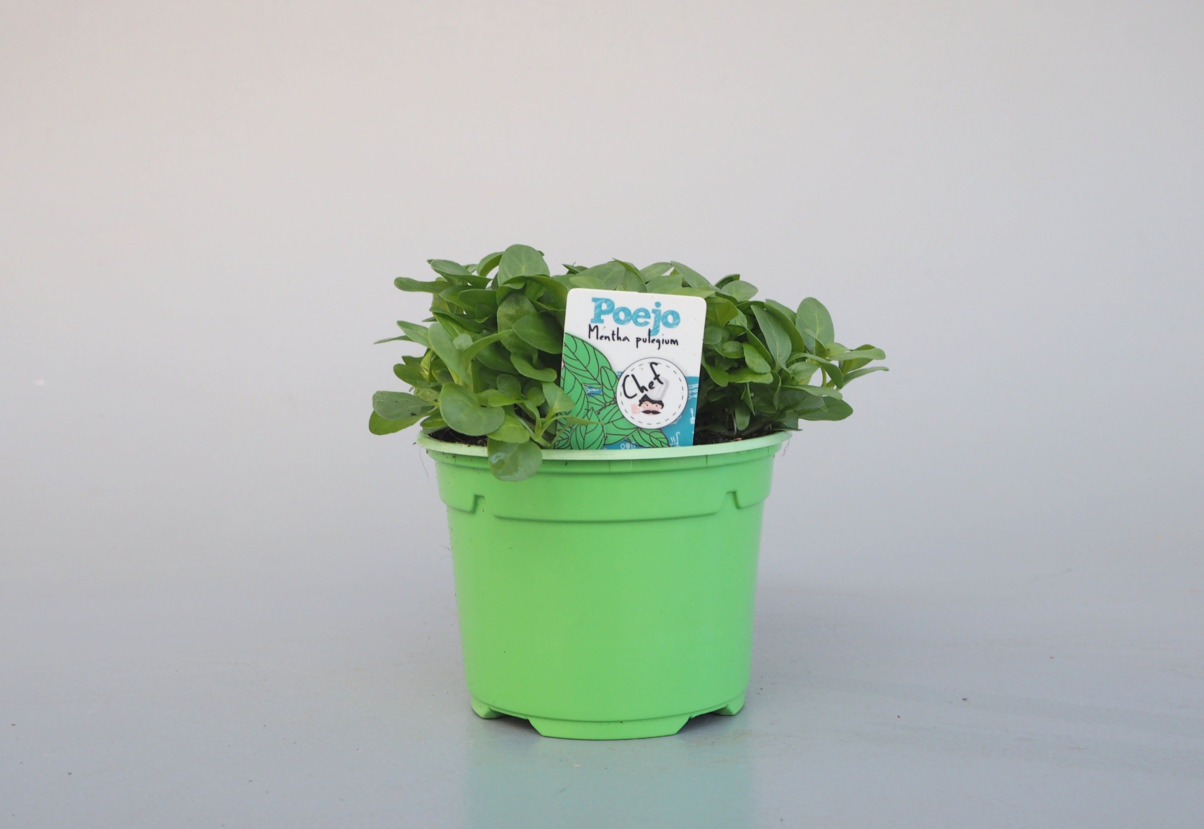 Sementes e Plantas
