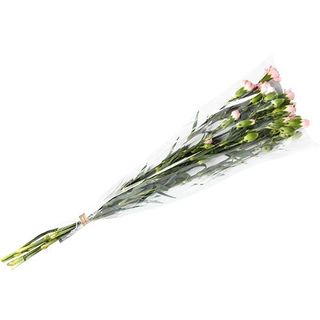 Goździki (50cm) bukiet 7 szuk Holandia