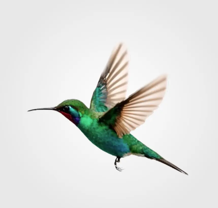Pájaros