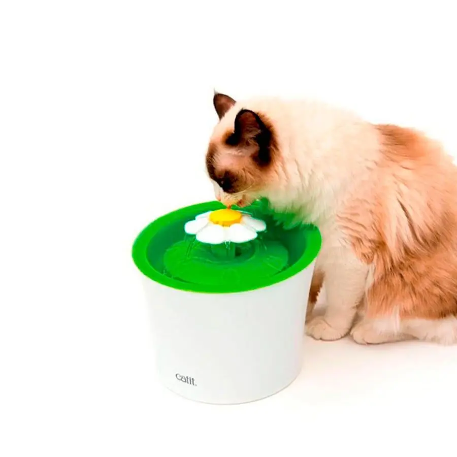 Acessórios Gato