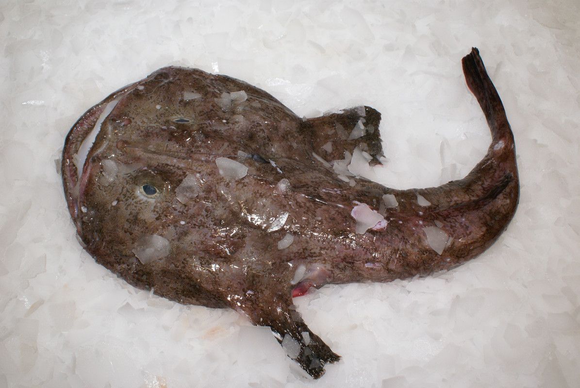 Tamboril, Raia e Safio