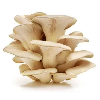 Boczniaki 250g