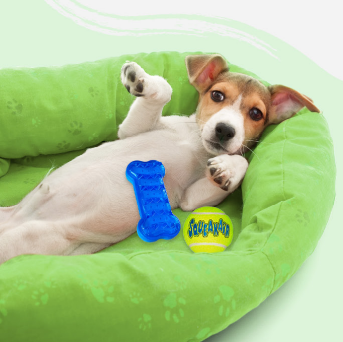 Accesorios y Complementos Perros