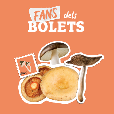 Descobreix els bolets