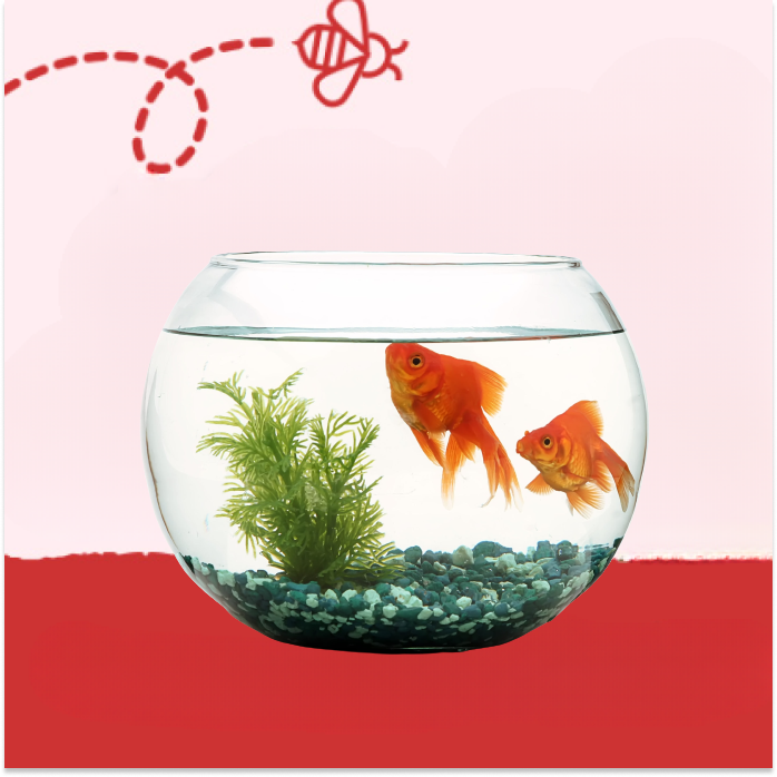 Accesorios y Complementos Peces