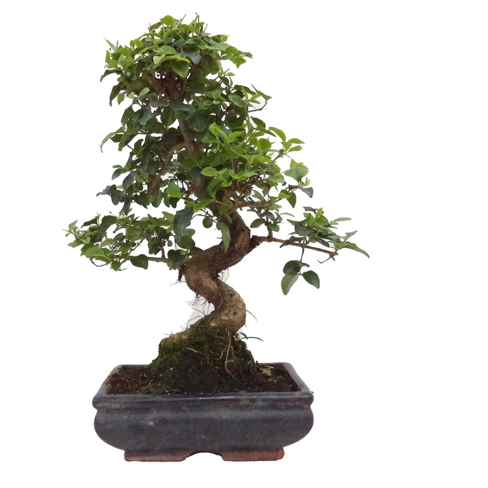 Sementes e Plantas