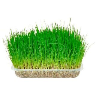 Flamingo Hierba Gatera Purgante Para Gatos 0.117Kg