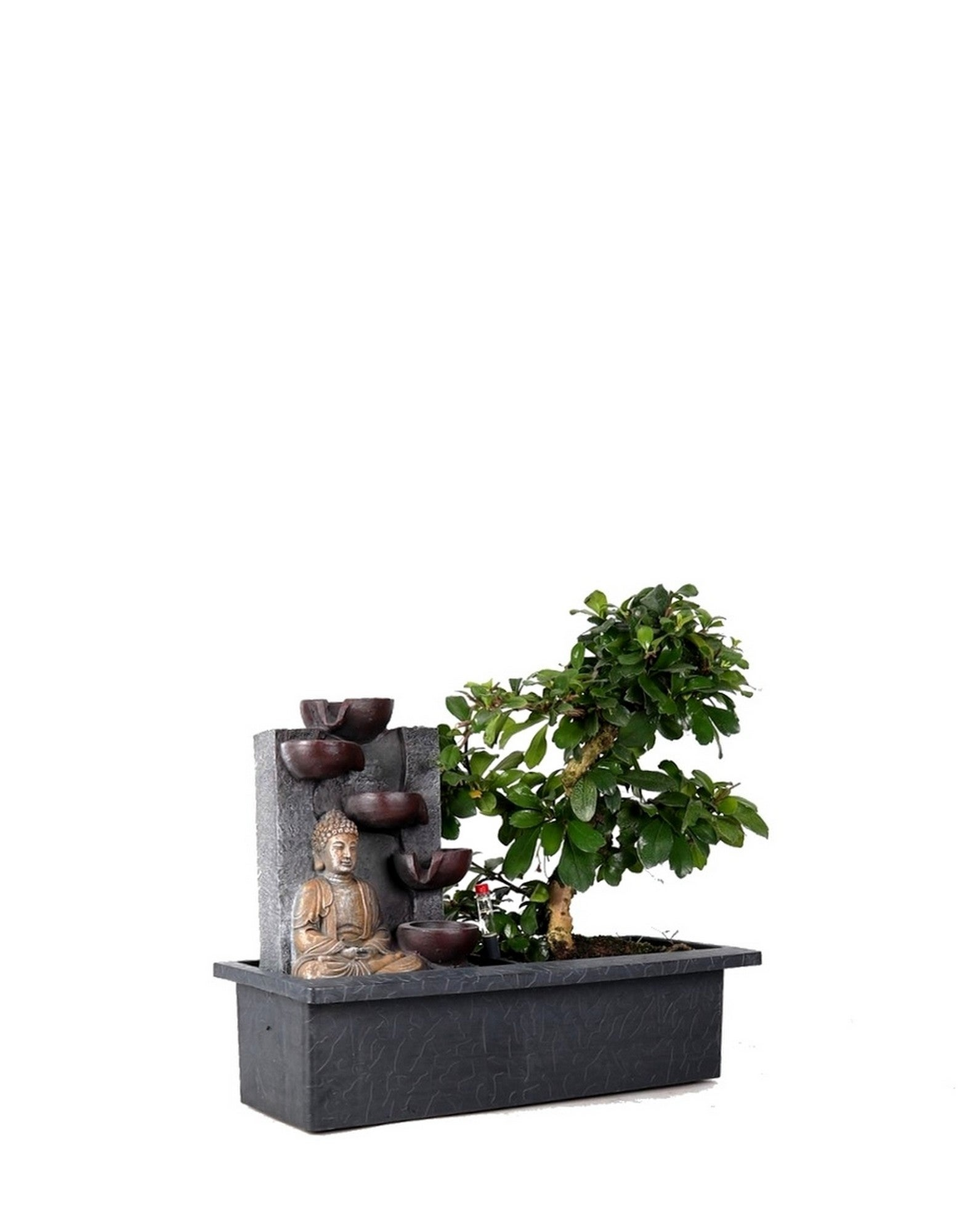 Sementes e Plantas