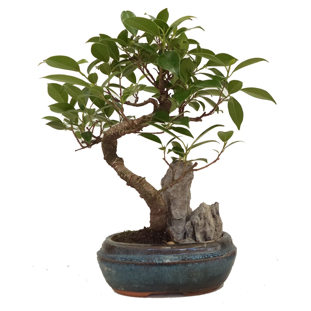 Sementes e Plantas