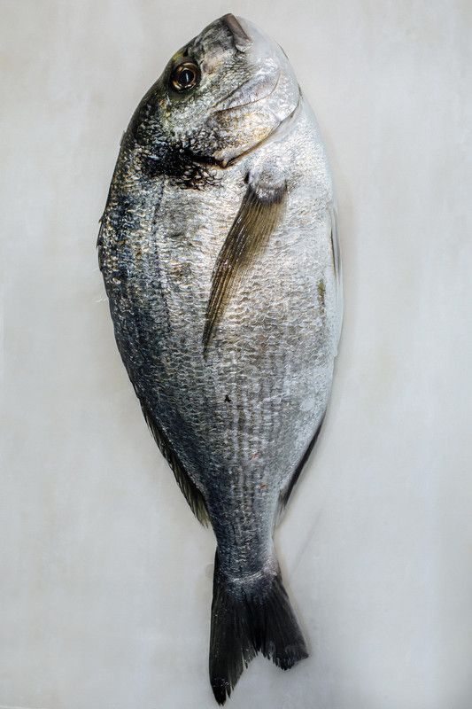 Dourada, Robalo, Pargo