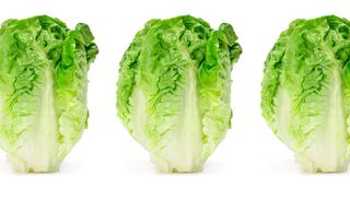 Bandeja de Cogollos de Lechuga 3 Unidades.